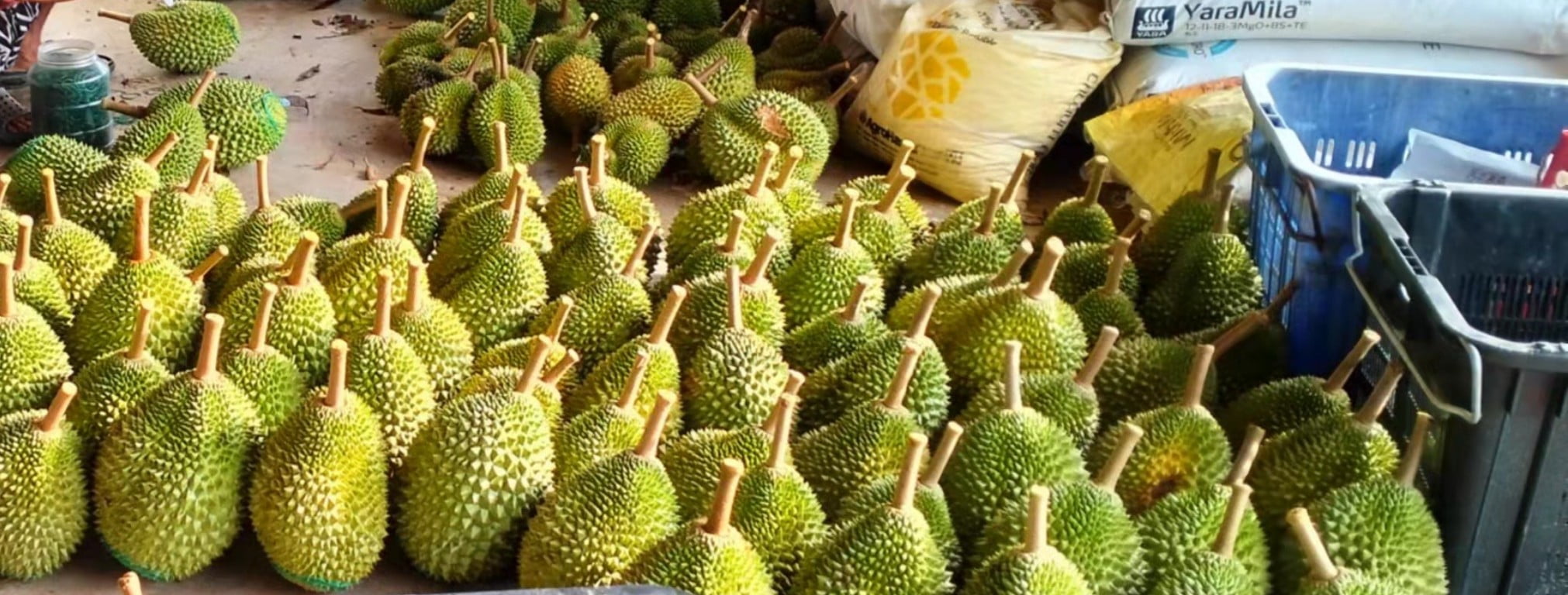 img_durian